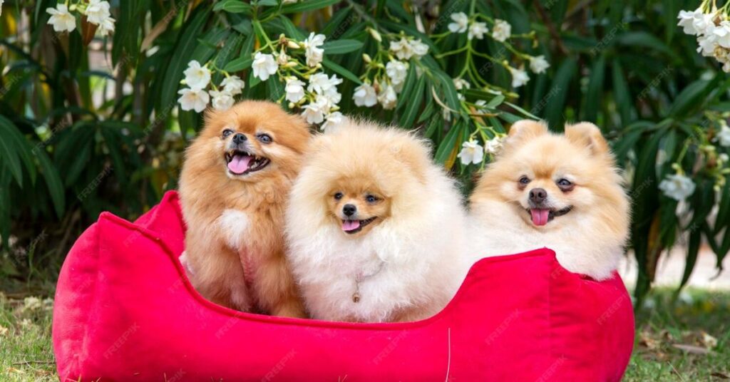 merle pomeranian dog personality and temperament