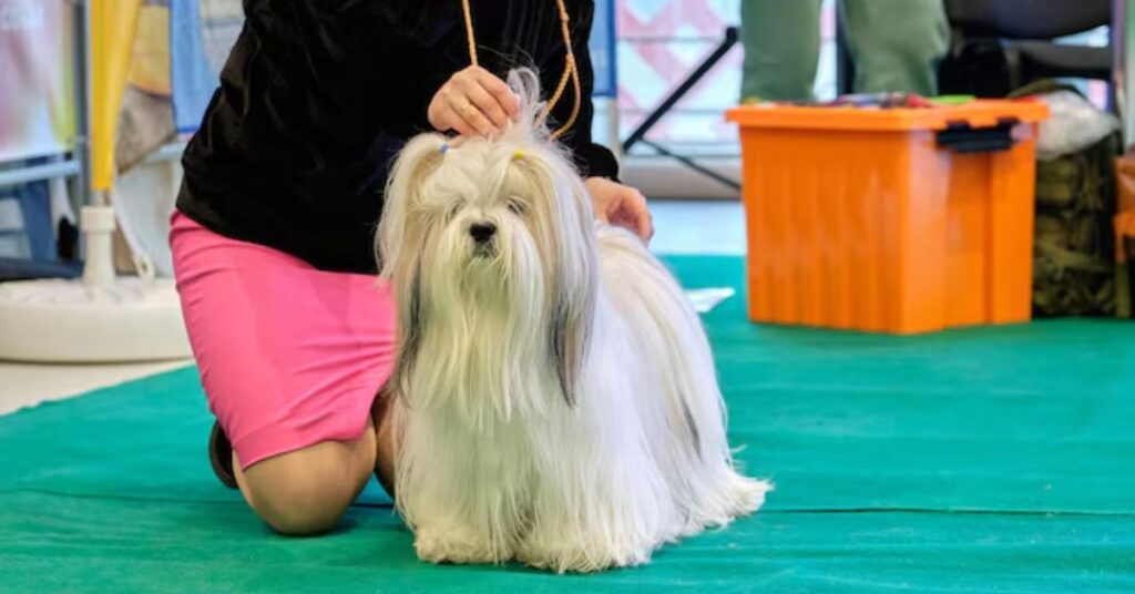 grooming and coat care