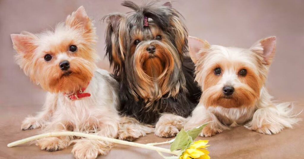 yorkie poo puppies size and growth stages