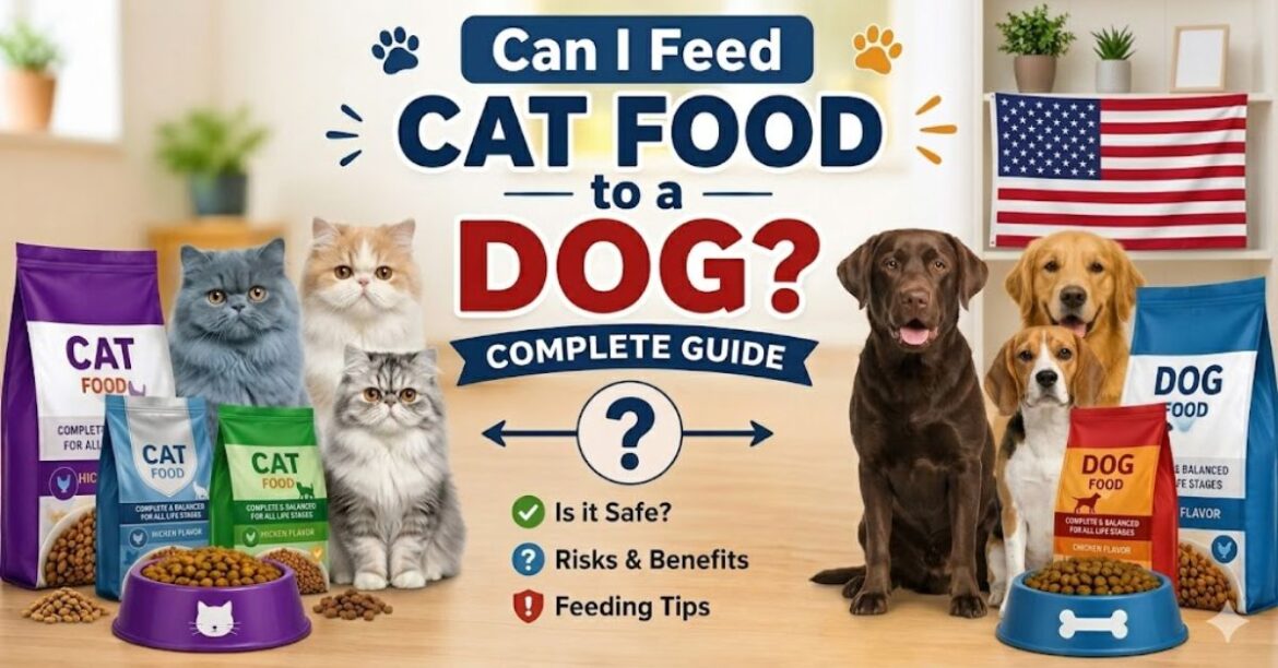 can i feed cat food to a dog complete guide