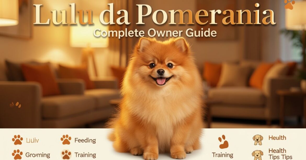 lulu da pomerania complete owner guide