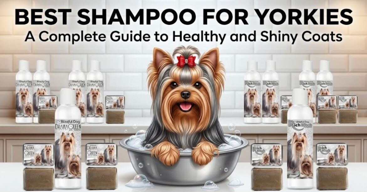 best shampoo for yorkies complete guide to healthy and shiny coats (1)