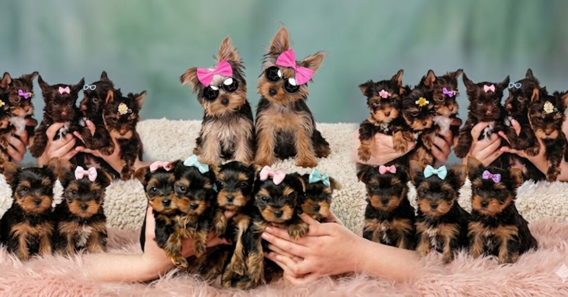 mini teacup yorkie for sale complete buyer’s guide (2)